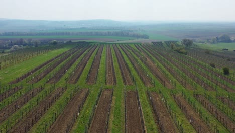 Aerial-View-Of-Vineyard-Grape-Fields-In-Gaweinstal,-Austria---drone-shot