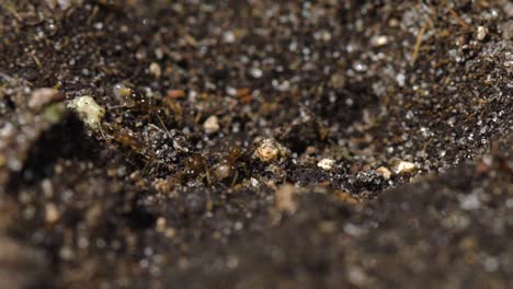Makroansicht-Des-Roten-Ameisenhügels-Hautnah