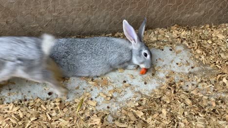 K-Bunny-rabbits-sharing-a-carrot-stick