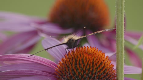 Ein-Kleiner-Schildpatt-Schmetterling-Ernährt-Sich-Von-Blumen,-Während-Er-Gegen-Den-Wind-Kämpft