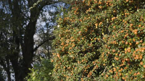 Wilde-Orangenfruchtbeeren-Während-Der-Herbstsaison-An-Sonnigen-Tagen