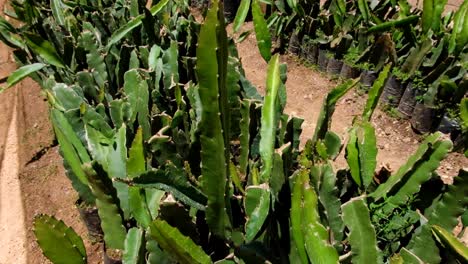 Young-dragon-fruit-pitahaya-cactus-plants-growing-in