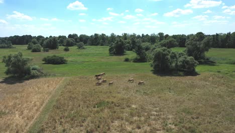 Vacas-Pastando-En-El-Campo-Con-árboles-Densos-Durante-El-Verano