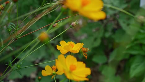 Bee-Feeding-On-The-Beautiful-Yellow-Flowers-Of