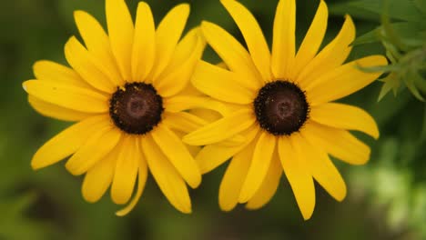 Top-view-of-two-yellow-flower-heads-twins