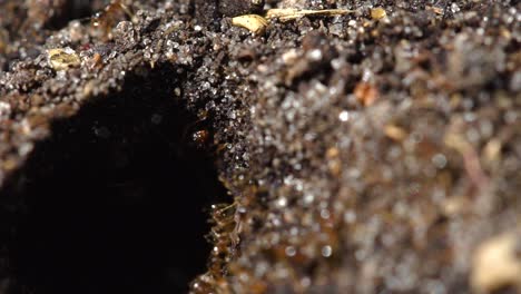 Close-up-macro-view-of-red-ants-hole
