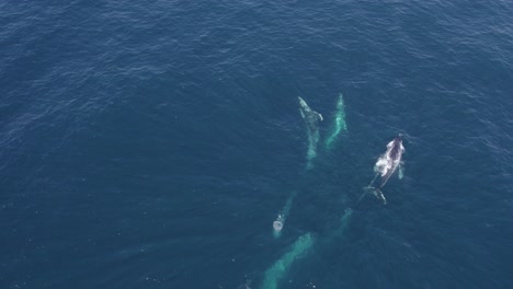 Humpback-Whales-Swimming-In-The-Blue-Sea-Come