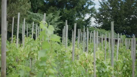 Wimmis-Switzerland-europe-house-rural-village-grape-vineyard