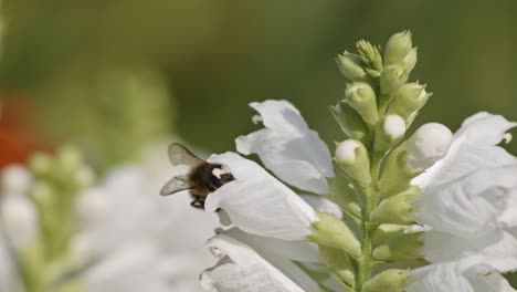 Close-up-view-of-a-bee-pollinating-a-white-flower