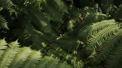 Overhead-shot-of-dense-fern-canopy