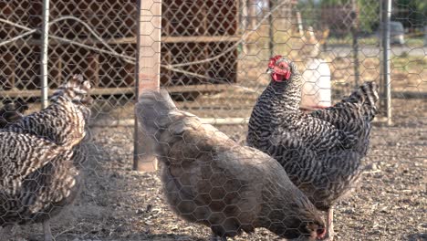 K-Hühner-Auf-Dem-Bauernhof,-Geschützt-Durch-Hühner