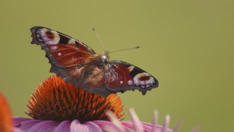 Macro-Shot-Of-European-peacock-Butterfly-with-open-wings-Sucking-Nectar-On-A-orange-Coneflower