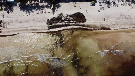 Brown-ocean-and-tropical-white-sand-beach-in-Tulum-infested-by-Sargassum,-aerial-top-down