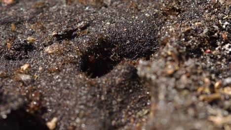 Makroansicht-Des-Roten-Ameisenhügels-Hautnah