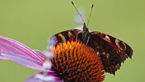 Macro-low-angle-Shot-Of-European-peacock-Butterfly-with-open-wings-Sucking-Nectar-On-A-orange-Coneflower
