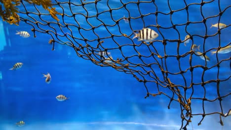 Underwater-view-of-fish-swimming-into-a-net-before-being-catch,-background-of-environmental-aggressive-fishing