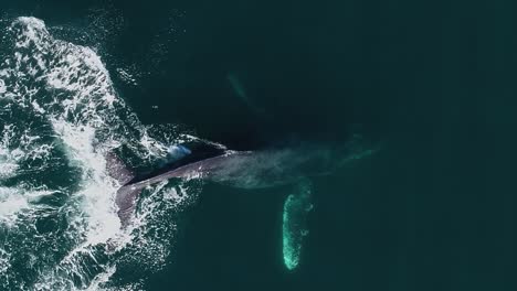 Humpback-whale-Lobtailing-communicating-with-noise-of-the