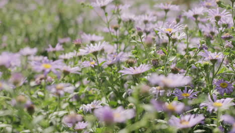 Handheld-shot-over-a-field-of-purple-Aster-flowers