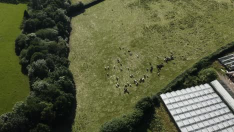 Aerial-View-Of-Free-range-Cattle-Herd-Grasing-In-The-Pasture-In-Summer-In-Calstock,-Cornwall,-UK