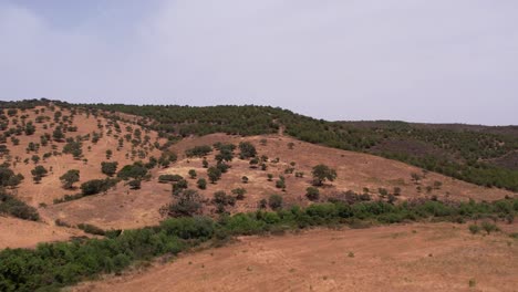 überführung-Typische-Portugiesische-Landschaft,-Ziegen-Und-Lämmer-Grasen-Auf-Trockener-Wiese,-Alentejo