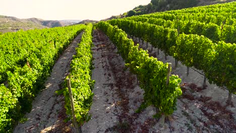 Aerial-drone-sunset-footage-of-vineyards,-rows-of-golden-green-grape-fields-in-Koilani,-Limassol,-Cyprus