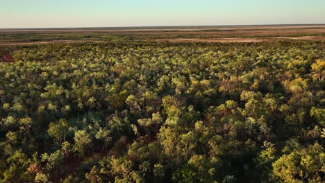 North-Western-Australian-forest-and-mangroves-1