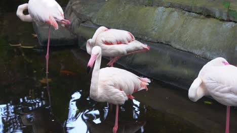 Flock-of-greater-flamingo,-phoenicopterus-roseus-with-long-skinny-legs-standing-in-water-pond,-one-wondering-around-its-surrounding-environment,-while-others-sleeping-with-one-feet-and-curl-up-neck