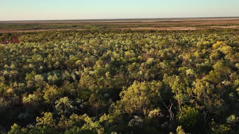 Nordwestaustralischer-Wald-Und-Mangroven