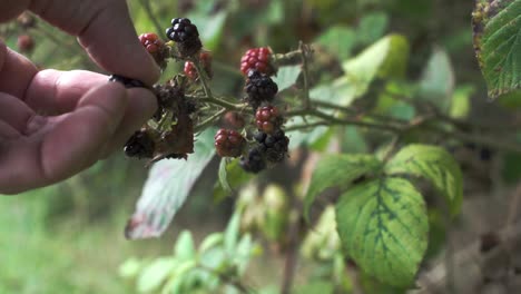 Someone-picking-wild-blackberries-from-bush,-close-shot,-slow-motion
