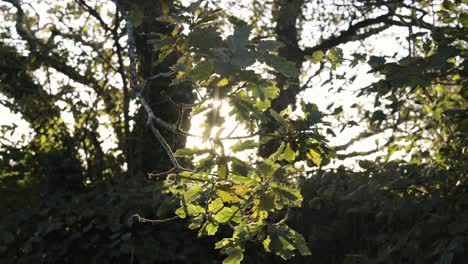 Helles-Sonnenlicht,-Das-Im-Herbst-Durch-Blätter-Und-Zweige-Von-Bäumen-Dringt