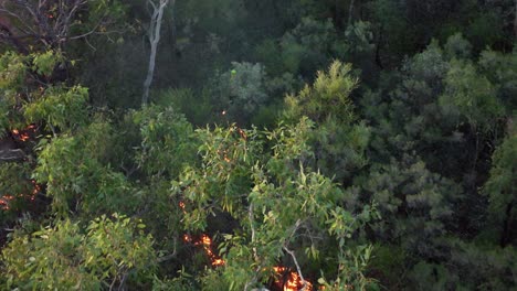 Notwendige-Rückverbrennung-In-Einem-Wald-Im-Nordwesten-Australiens
