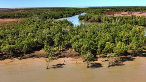 Beautiful-Mangrove-forest-and-stream-in-North-Western-Australia-1