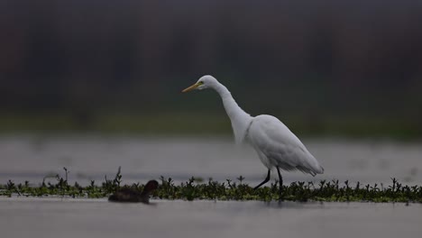 The-Great-Egret-in-Rain