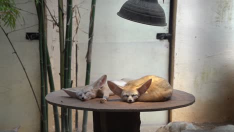A-pair-of-exotic-fennec-fox,-vulpes-zerda,-small-crepuscular-fox-with-nocturnal-habitat,-curled-up-and-sleeping-in-an-enclosed-environment-with-hanging-lamp-imitating-the-sunlight-and-the-heat