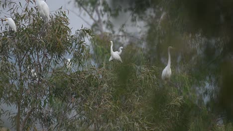 Flock-of-egrets-on-tree-in-morning