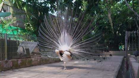 Beautiful-cross-breed-blue-and-white-Indian-peafowl,-pavo-cristatus-wiggling-and-flaunting-its-tail,-displaying-beautiful-feathers-to-attract-mate-at-bird-sanctuary-wildlife-park