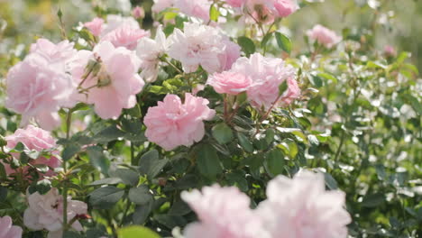 Handheld-shot-of-backlit-pink-english-garden-roses