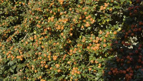 Dichte-Herbstpflanze-Mit-Orangefarbenen-Fruchtbeeren.-Nahansicht