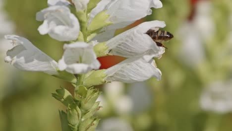 Nahaufnahme-Einer-Biene,-Die-Eine-Blume-Bestäubt-Und-Sich-Auf-Lustige-Weise-Darin-Versteckt