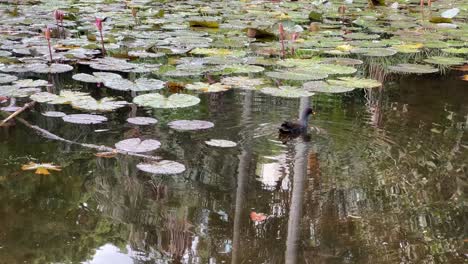 Urban-botanic-garden-landscape,-a-wild-dusky-moorhen,-gallinula-tenebrosa-swimming-and-paddling-across-the-waterlily-pond-with-beautiful-greenery-reflecting-on-rippling-water-surface