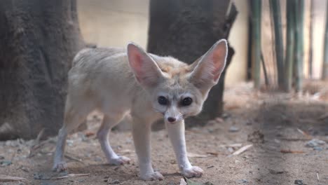 Handheld-tracking-shot-camera-peeking-through-the-cage-capturing-curious-fennec-fox,-vulpes-zerda-sniffing-and-walking-around-the-area-in-the-enclosed-environment-at-Langkawi-wildlife-park,-Malaysia