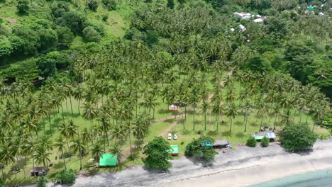 Aerial-of-tropical-coconut-tree-field-landscape-on-Lombok-Island