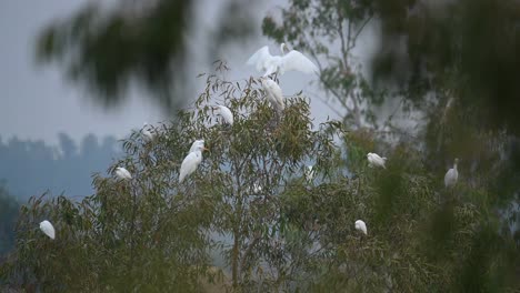 Flock-of-egrets-on-tree
