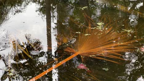 Wild-aquatic-australian-water-dragon,-intellagama-lesueurii-holding-on-to-fallen-palm-leaf,-floating-on-the-pond-with-drizzling-rain-on-water-surface-at-urban-Brisbane-botanical-garden,-Australia