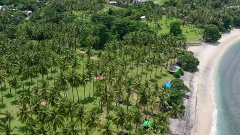 Empty-white-sand-beach-coastline-in-Lombok-with-tropical-coconut-tree-field,-aerial