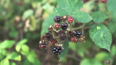 Ripe-wild-blackberries-ready-to-be-picked,-close-shot,-slow-motion