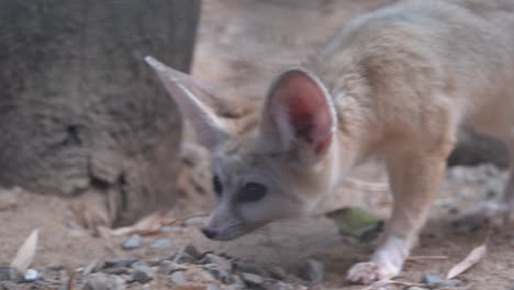 Handheld-motion-shot-camera-peeking-through-the-cage-capturing-an-curious-fennec-fox,-vulpes-zerda-sniffing-and-walking-around-the-area-in-the-enclosed-environment-at-Langkawi-wildlife-park,-Malaysia