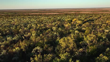 North-Western-Australian-forest-and-mangroves-2