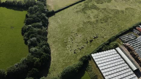 Cattle-Herd-Grazing-In-The-Pasture-Under-The-Sun-In-Calstock,-Cornwall,-UK