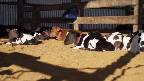 Sleepy-baby-cows-resting-on-sawdust-floor-with-morning-sunlight-in-barn